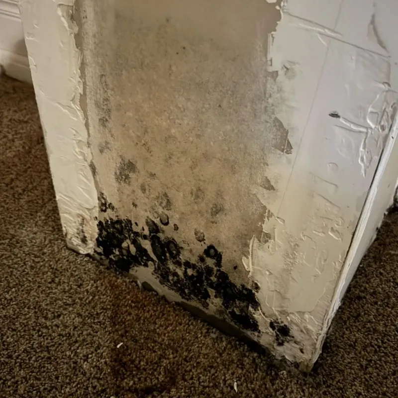 Professional Mold Removal in Wendell, MA